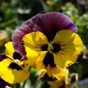 Pansy ‘Mulberry’