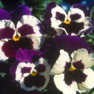 Pansy ‘Malanseuns Purple’