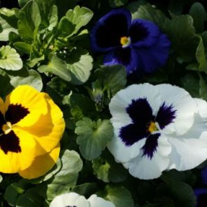 Pansy 'Malanseuns Vibrant Mix'