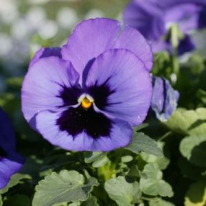 Pansy 'Malanseuns Blue'