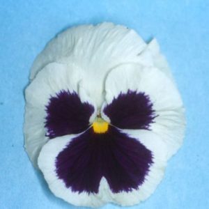 Pansy 'Malanseuns Giant White'