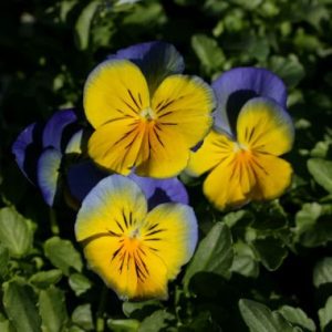 Pansy 'Morpho'