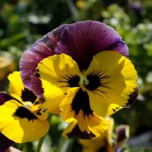 Pansy 'Mulberry'