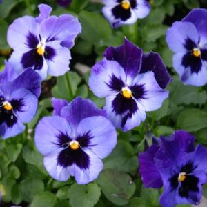 Pansy 'Malanseuns Baby Bingo Denim'