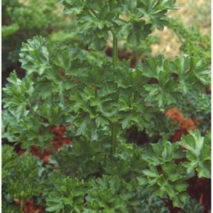 Herbalicious Parsley Delight