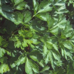 Parsley 'Italian Flat Leaved'