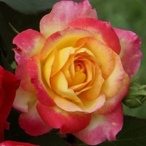 Passion of St. Peters