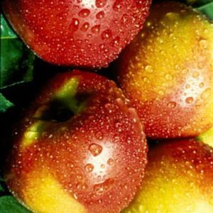 Peach / Perske Nectarine 'Sunlite' Prunus persica
