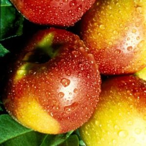Peach / Perske Nectarine ‘Sunlite’