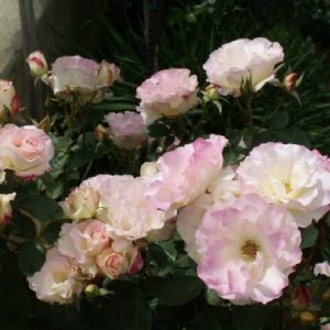 Pearl of Bedfordview