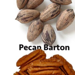Pecan Nut / Pekanneut  Barton