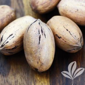 Pecan Nut / Pekanneut Choctaw