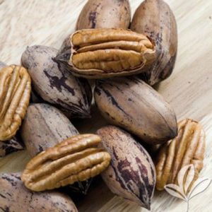 Pecan Nut / Pekanneut Western Schley
