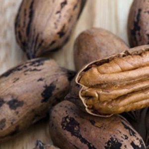 Pecan Nut / Pekanneut Wichita