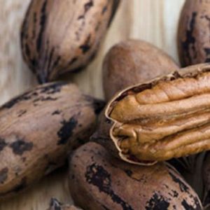 Pecan Nut / Pekanneut Wichita