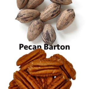 Pecan Nut / Pekanneut Barton