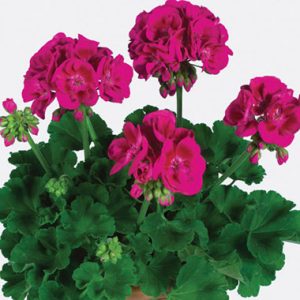 Pelargonium zonale Pac ® Flower Fairy Berry