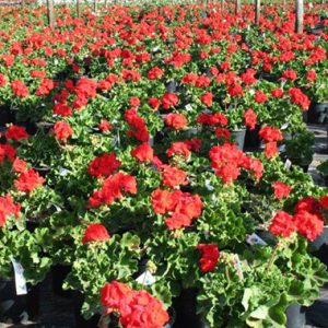 Pelargonium zonale Classic Line Grand Prix