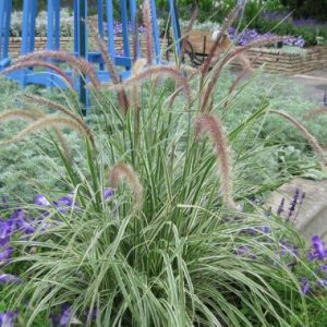 Pennisetum setaceum Skyrocket TM