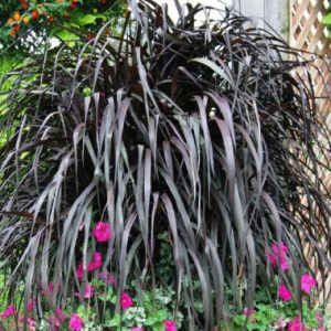 Pennisetum pupureum x squamulatum Vertigo