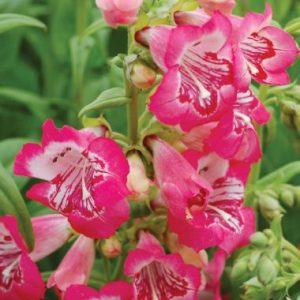 Penstemon Strawberry Taffy