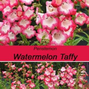 Penstemon Watermelon Taffy