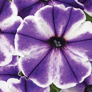Petunia Crazytunia ® Blue Ice