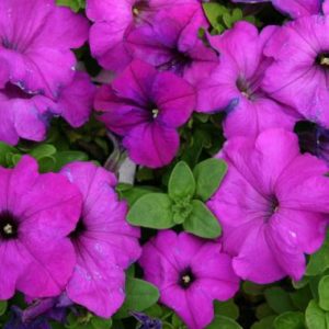 Petunia 'Malanseuns Giant Burgundy'