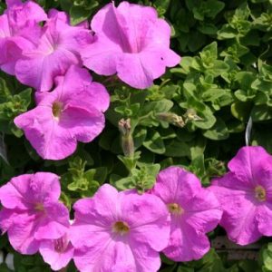 Petunia 'Malanseuns Giant Lavender'