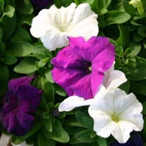 Petunia 'Malanseuns Giant Mixed'