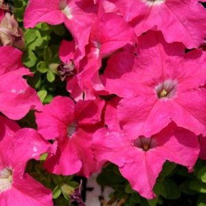 Petunia 'Malanseuns Giant Pink'