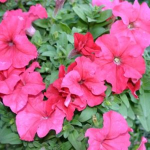 Petunia 'Malanseuns Giant Salmon'