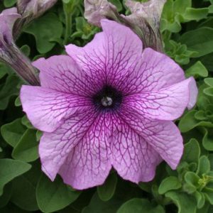 Petunia 'Malanseuns Prism Dewberry Sunday