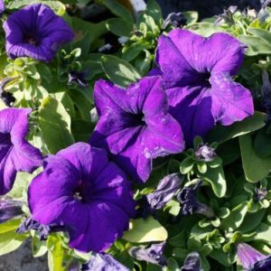 Petunia ‘Malanseuns Giant Blue’