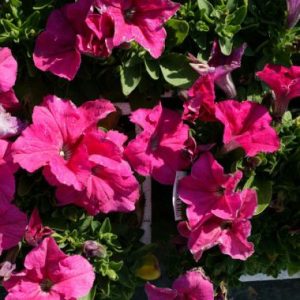 Petunia ‘Malanseuns Giant Pink’