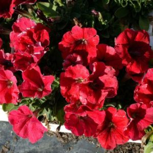 Petunia ‘Malanseuns Giant Red’
