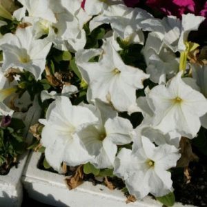 Petunia ‘Malanseuns Giant White'