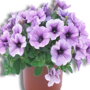 Petunia Surfinia ® Compact Purple Vein