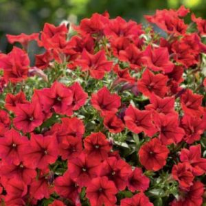 Petunia Surfinia ® Table Dark Red