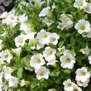 Petunia Surfinia ® Table White