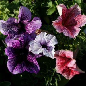 Petunia 'Malanseuns Vein Mixed'