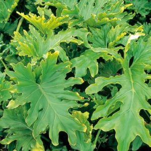 Philodendron ‘Hope’ ®