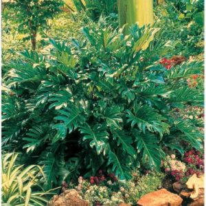 Philodendron Xanadu ®