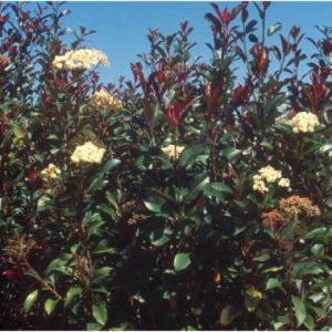 Photinia x fraseri ‘Red Robin’