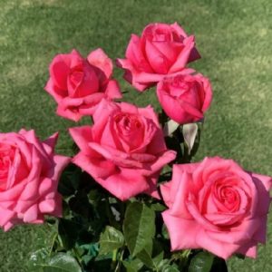 Pink GrandiRosaTM KORwedipp(P)