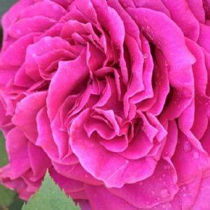 Pink Polo LUDbrumirina(P)