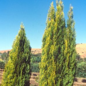 Platycladus orientalis ‘Golden Rocket’