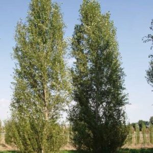 Populus simonii ‘Fastigiata’