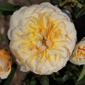 Port Sunlight AUSlofty