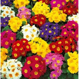 Primula Acaulis 'Malanseuns Rainbow'